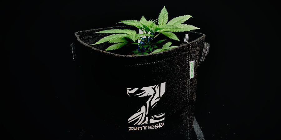 Saker att tänka på när du odlar cannabis från Autoflower cannabisfrön