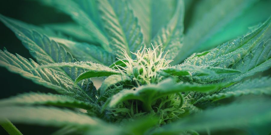 Vad är Autoflower cannabis?