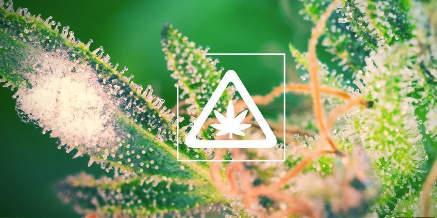 Vanliga problem i cannabistr&auml;dg&aring;rden