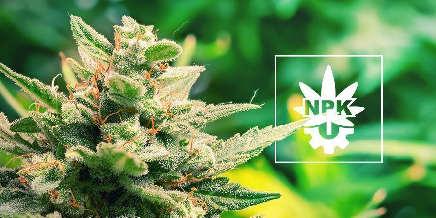 Behöver Autoflower näring? Behöver Autoflower näring?