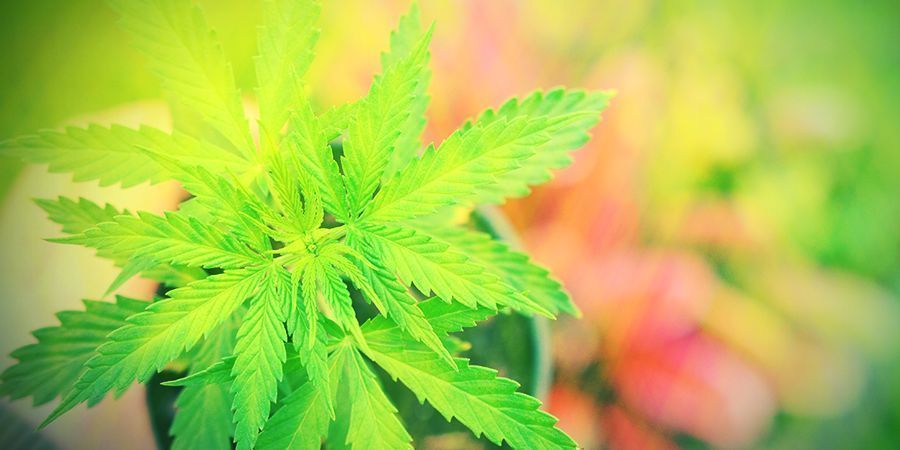 Behöver Autoflower näring? Do Autoflowers Need Nutrients?