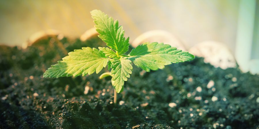 Är det möjligt att odla Autoflower utan näring? Är det möjligt att odla Autoflower utan näring?