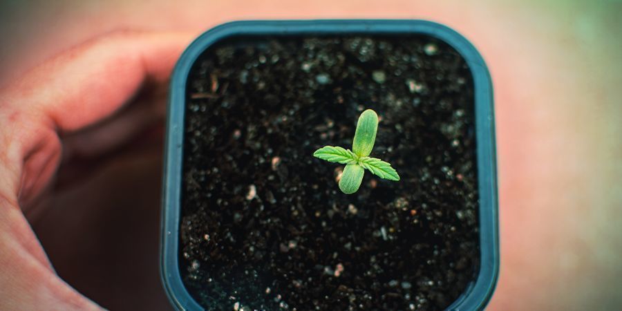 När ska Autoflower-plantor få näring? När ska Autoflower-plantor få näring?