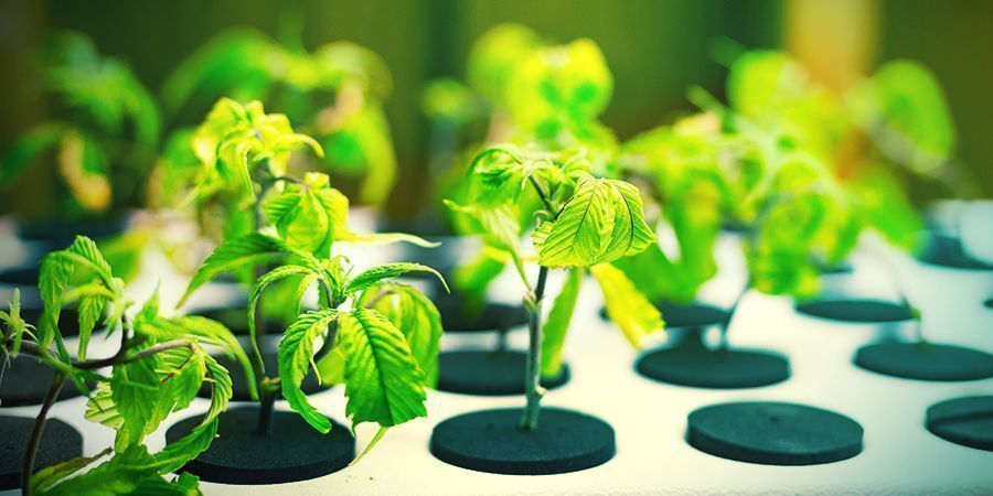 Är aerohydroponik en svår teknik? Is Aero-hydroponics A Diffcult Technique