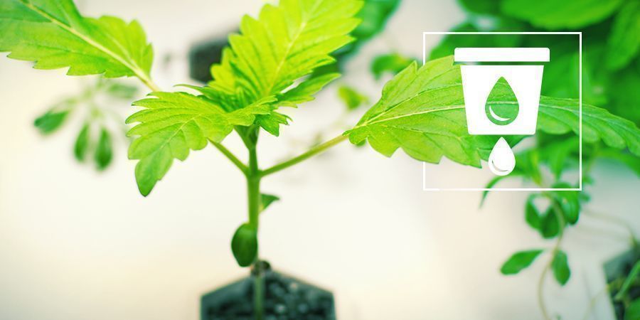 Odla cannabis med hydroponik Odla cannabis med hydroponik
