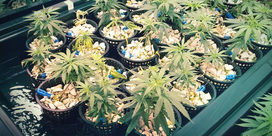 Vad är aeroponik och aero-hydroponik? Vad är aeroponik och aero-hydroponik?
