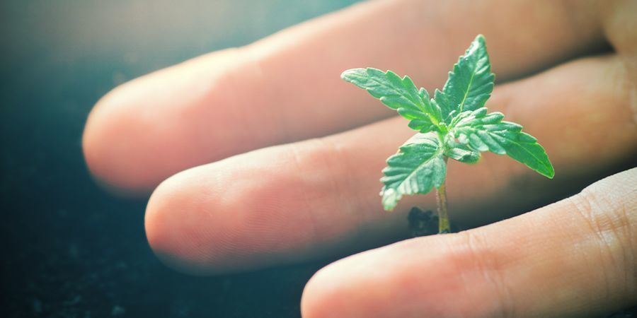 Positiva effekter av CO₂ på cannabisplantor Positive Effects Of CO₂ On Cannabis Plants