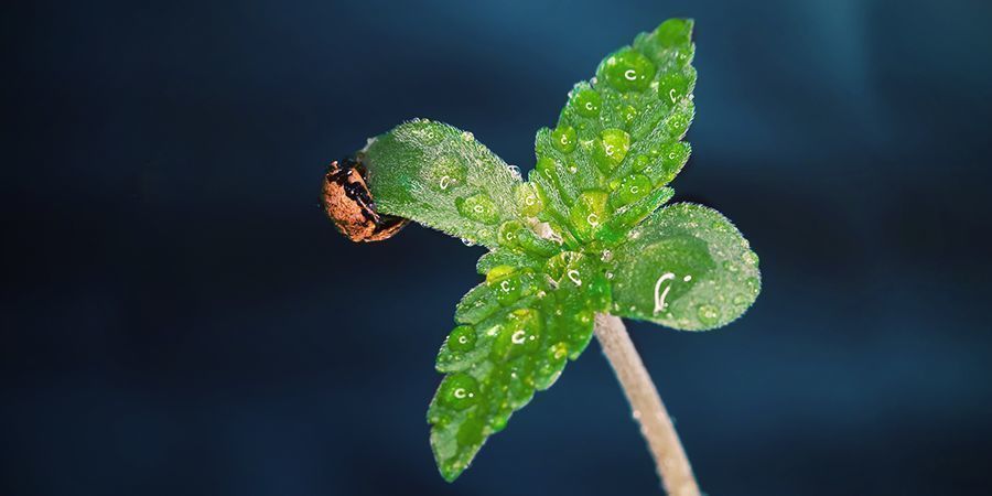 När du ska använda CO₂ för cannabisplantor
