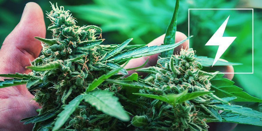 Elektricitet och att odla cannabis Electricity And Growing Weed