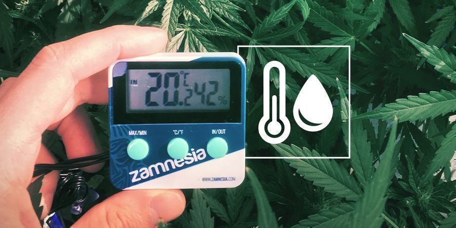 Luftfuktighet i odlingsutrymmet för cannabis Luftfuktighet i odlingsutrymmet för cannabis