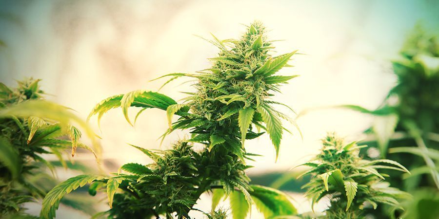 Intensitet i odlingstält Intensity In Grow Tents