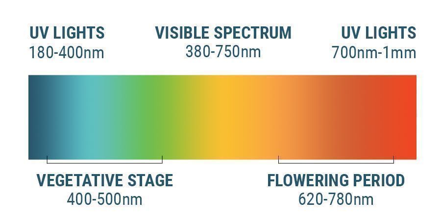 Ljusspektrum och cannabis The Light Spectrum And Cannabis