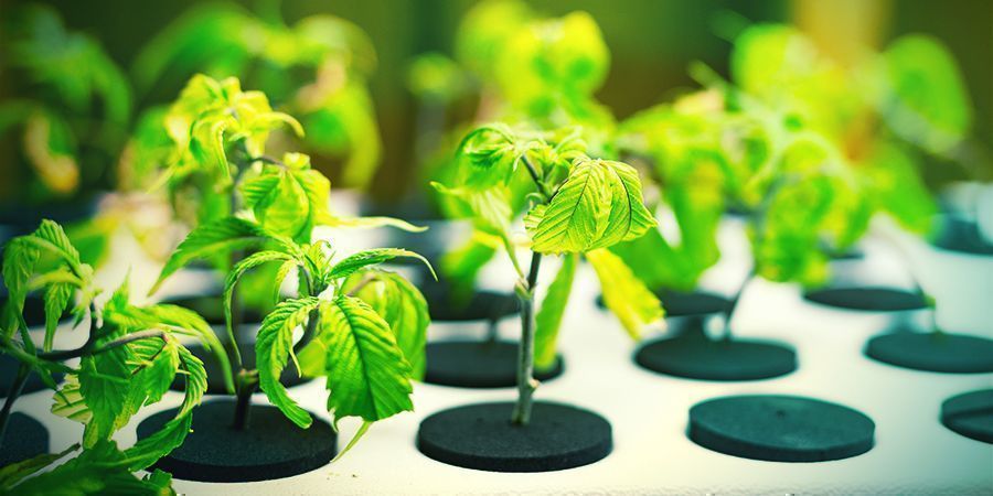 Odlingsutrymmets storlek Grow Space Size