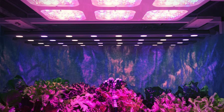 Ljusstyrka per planta