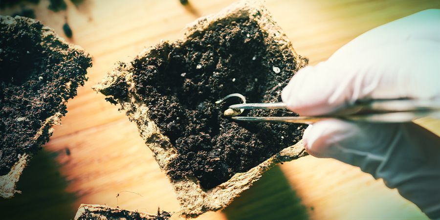Krukstorlek och kruktyp för cannabis