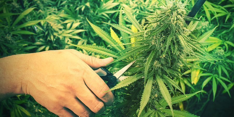 Beskära cannabis