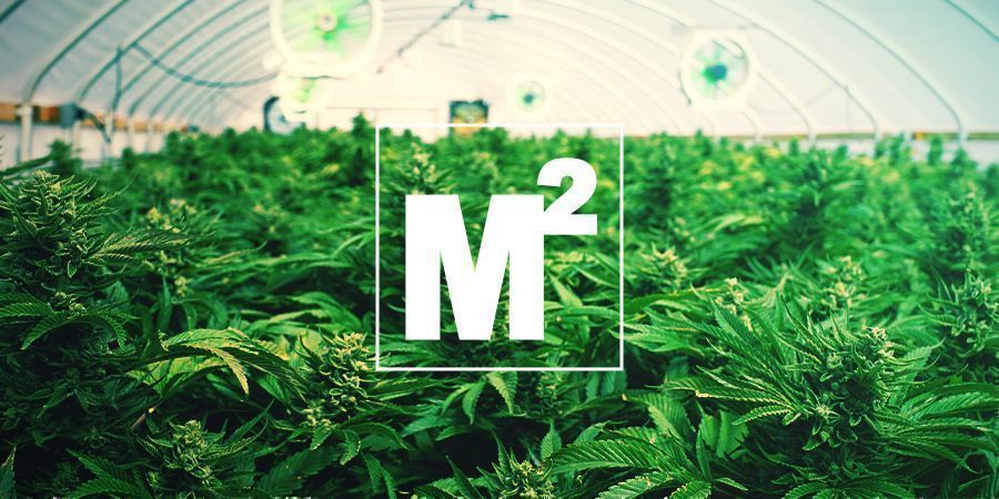 Hur många marijuanaplantor kan odlas per kvadratmeter? HUR MÅNGA MARIJUANAPLANTOR KAN ODLAS PER KVADRATMETER?