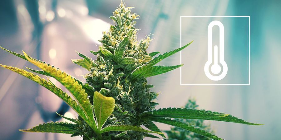 Temperatur i odlingsrummet för cannabis Temperature In The Cannabis Grow Room