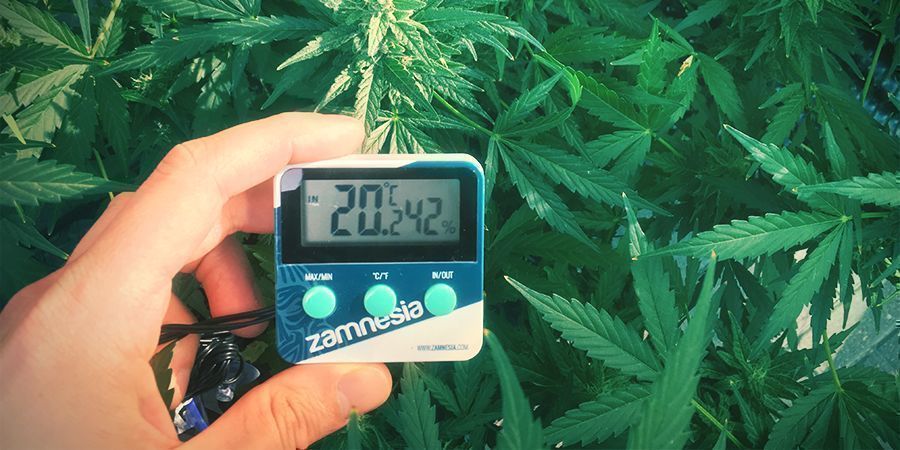 Optimala temperaturområden för att odla cannabis Optimala temperaturområden för att odla cannabis