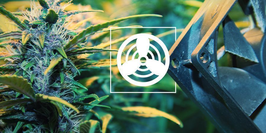 Ventilation i odlingsutrymmet för cannabis Ventilation i odlingsutrymmet för cannabis