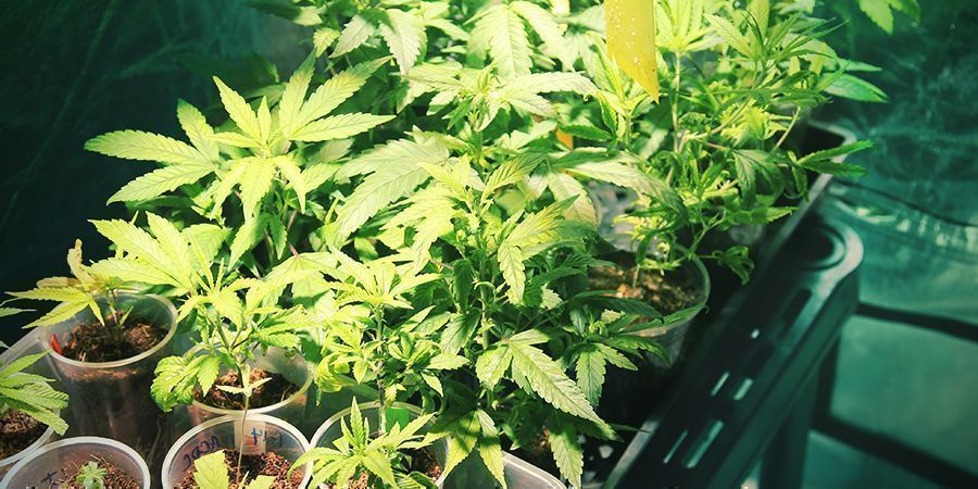 Odlingens nyckelfaktorer Growing Variables
