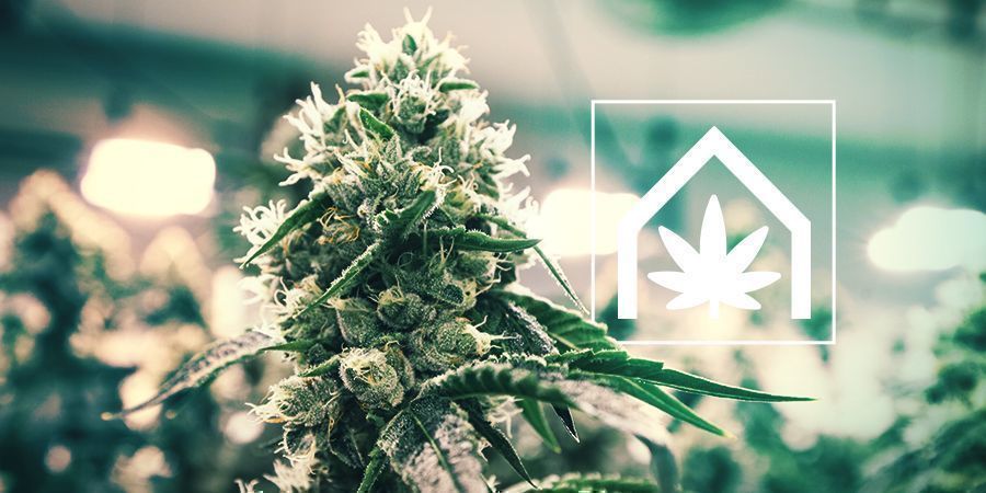Hur man odlar cannabis inomhus How To Grow Cannabis Indoors