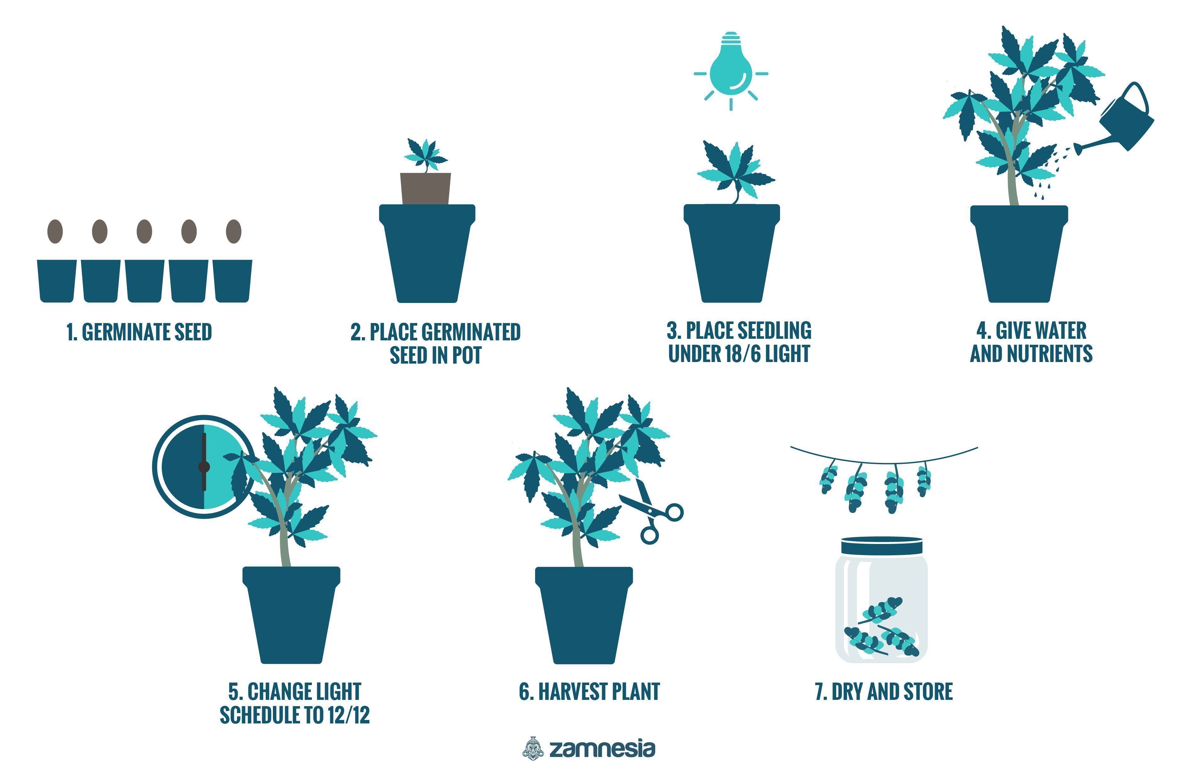 Hur man odlar cannabis inomhus How To Grow Cannabis Indoors