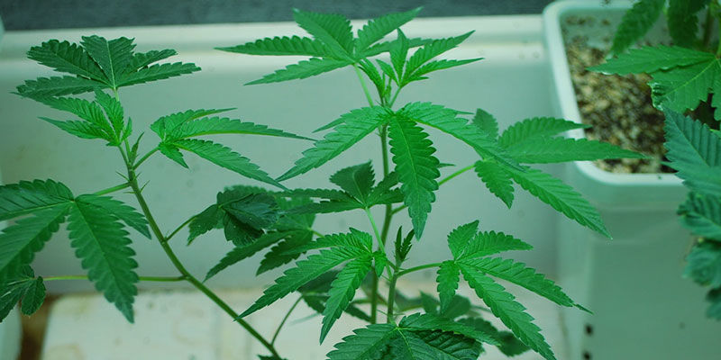 Cannabisplantans livscykel