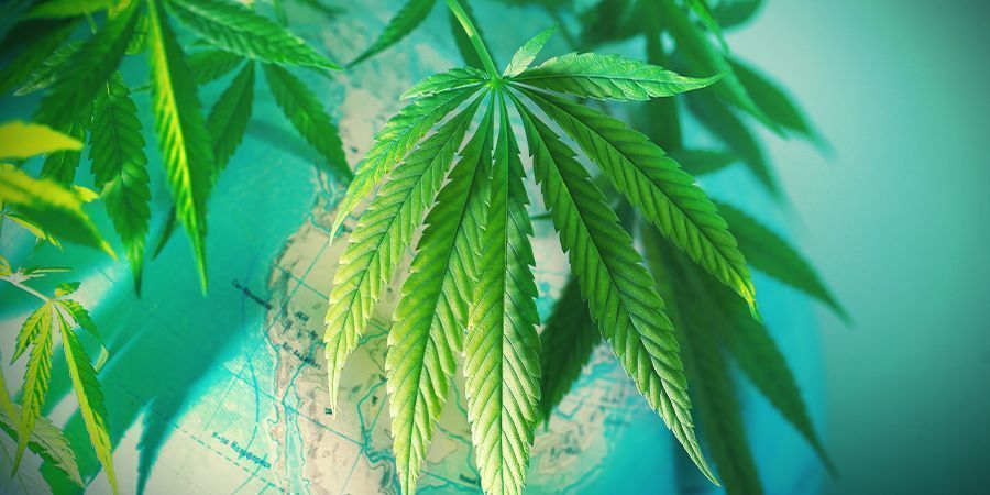 Steg 1: Välj den perfekta cannabissorten