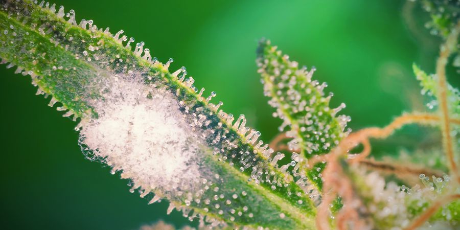 Steg 7: Skydda dina cannabisplantor mot mögel/skadedjur och håll koll på bladen STEP 7: PROTECT YOUR CANNABIS PLANTS FROM MOULD/PESTS AND KEEP AN EYE ON LEAVES