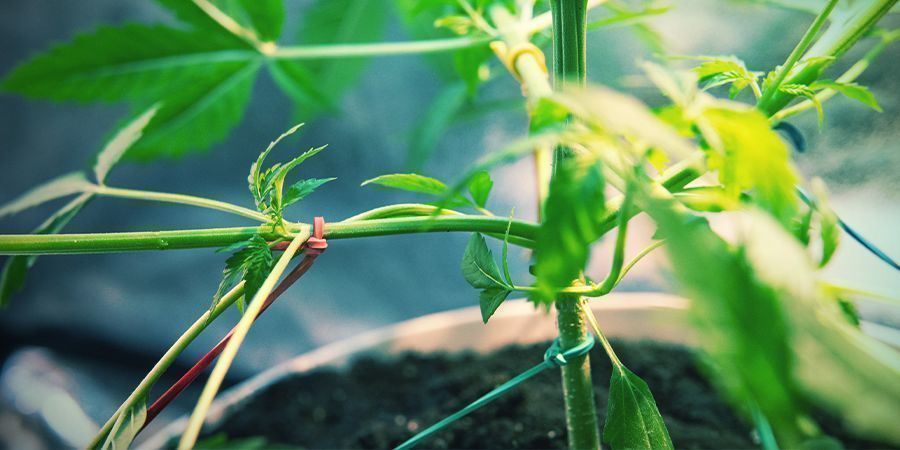 STEG 8: OM DU VILL KAN DU TRÄNA DINA CANNABISPLANTOR FÖR ATT ÖKA AVKASTNINGEN