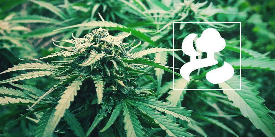 Gerillaodling av cannabisplantor