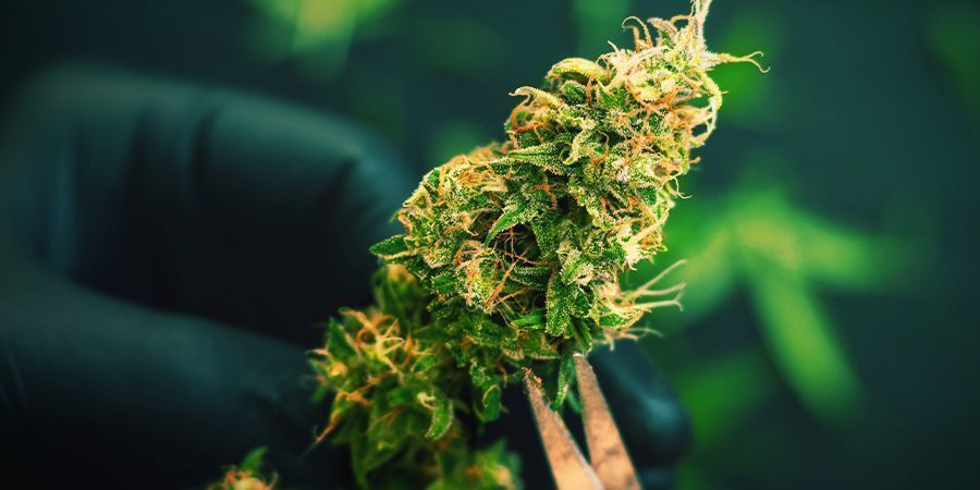 Skörda din gerillaodling av cannabis Skörda din gerillaodling av cannabis