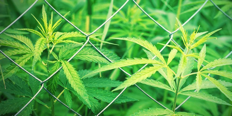Så sätter du upp din gerillaodling av cannabis Så sätter du upp din gerillaodling av cannabis