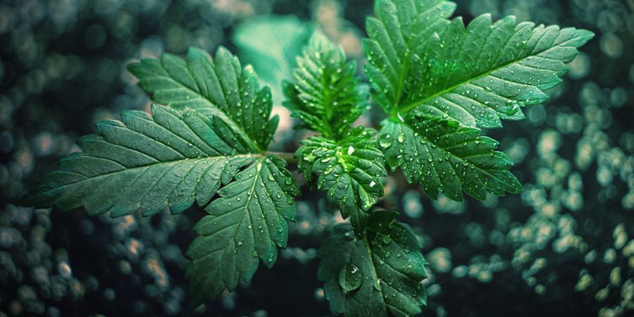 Underhåll av en gerillaodling av cannabis Maintenance Of A Cannabis Guerrilla Grow
