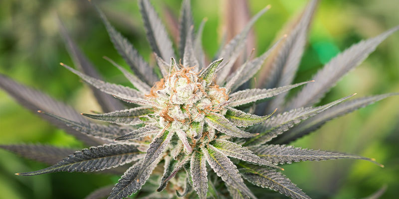 Odla Autoflower utomhus Odla Autoflower utomhus
