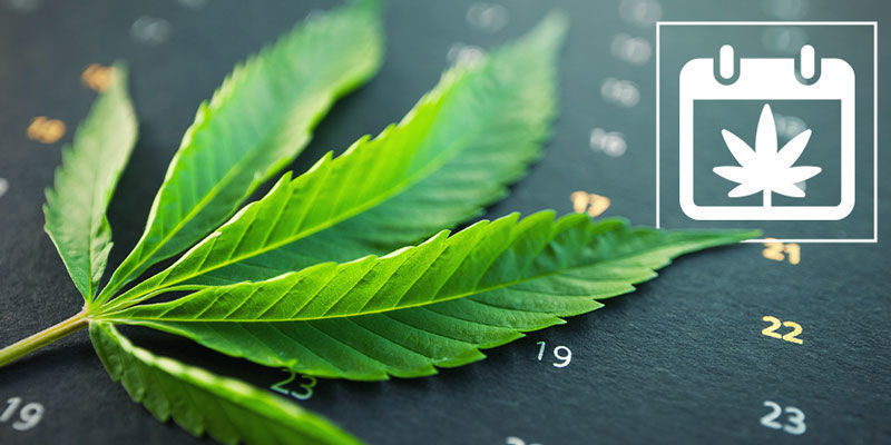 Zamnesias odlingskalender för utomhusodling av cannabis Zamnesia's Outdoor Cannabis Grow Calendar