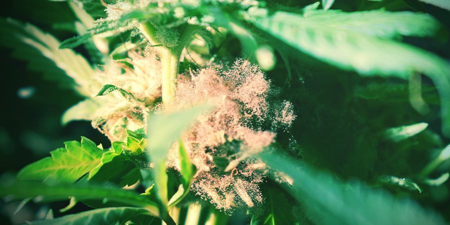 Bud Rot Bud Rot