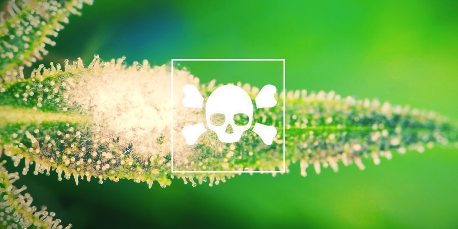 Cannabissjukdomar Cannabis Diseases
