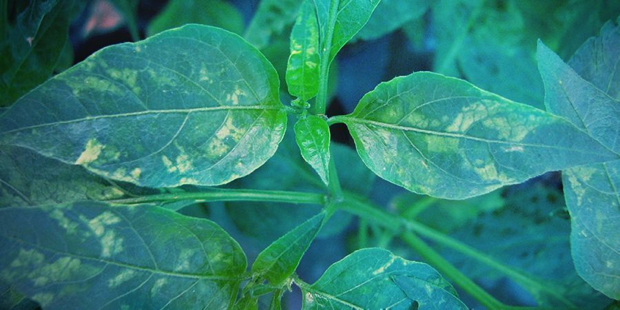 Tobacco Mosaic Virus (TMV) Tobacco Mosaic Virus (TMV)