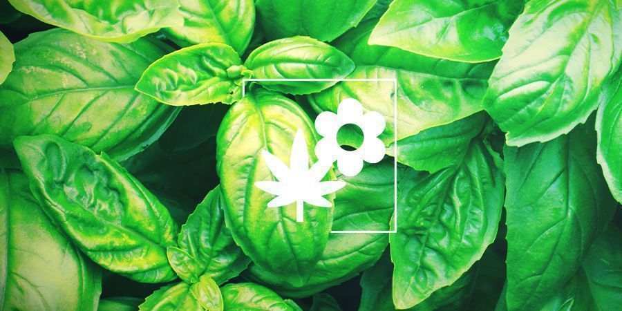 Cannabis samodling: basilika
