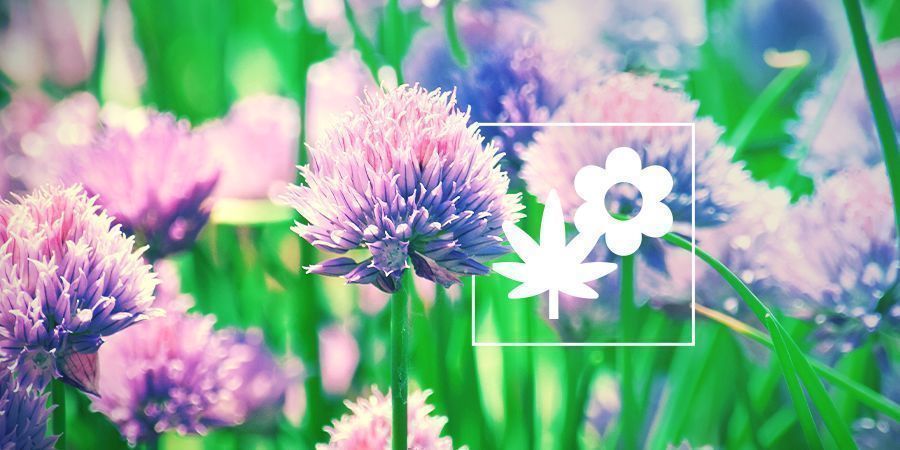 Följplantering för cannabis: Gräslök