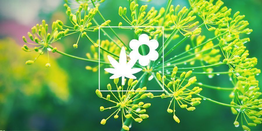 Samplantering för cannabis: dill Samplantering för cannabis: dill