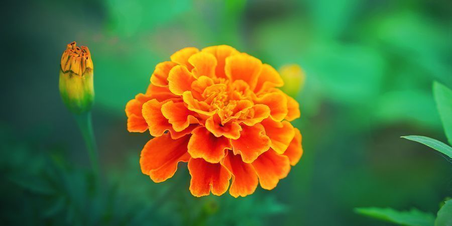 Tagetes: Utmärkt för samplantering med cannabis TAGETES: UTMÄRKT FÖR SAMPLANTERING MED CANNABIS