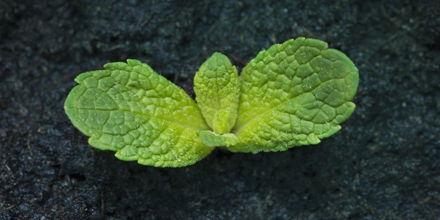 Så odlar du mynta HOW TO GROW MINT