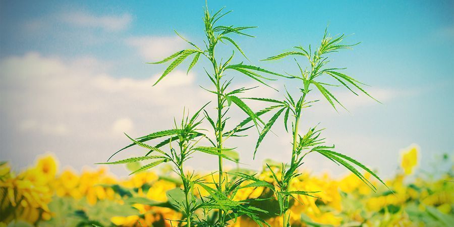 DE BÄSTA FÖLJEVÄXTERNA FÖR CANNABIS