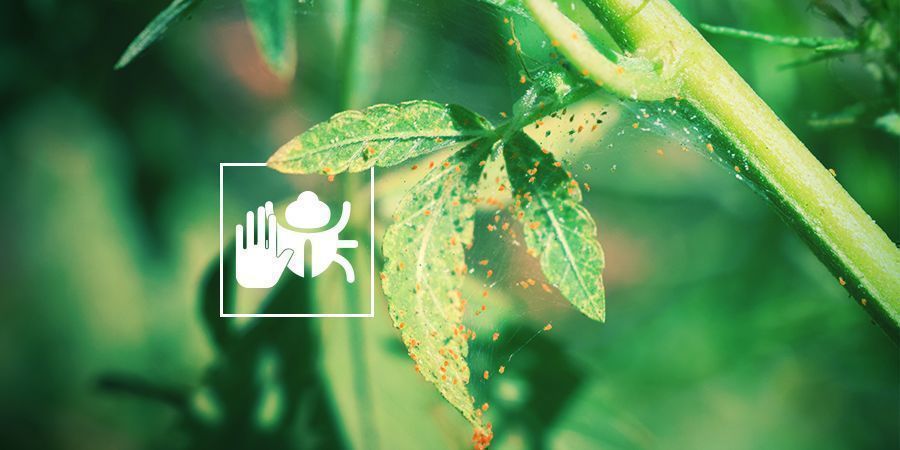 Håller oönskade skadedjur och insekter borta DETERS UNWANTED PESTS AND INSECTS