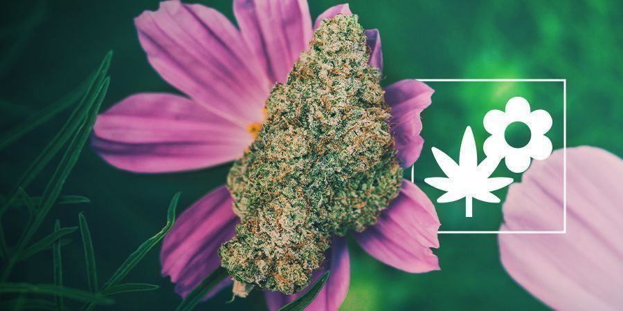 Så odlar du bättre cannabis med följeväxter