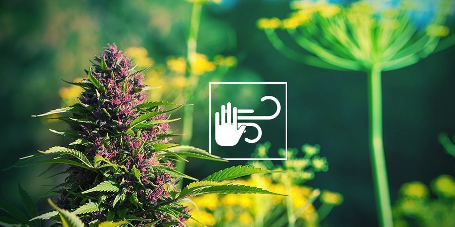 Skyddar cannabis mot vind och väder PROTECTS CANNABIS FROM WIND AND WEATHER