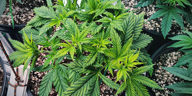 Hur näringsämnenas rörlighet visar sig i cannabisplantor Hur näringsämnenas rörlighet visar sig i cannabisplantor